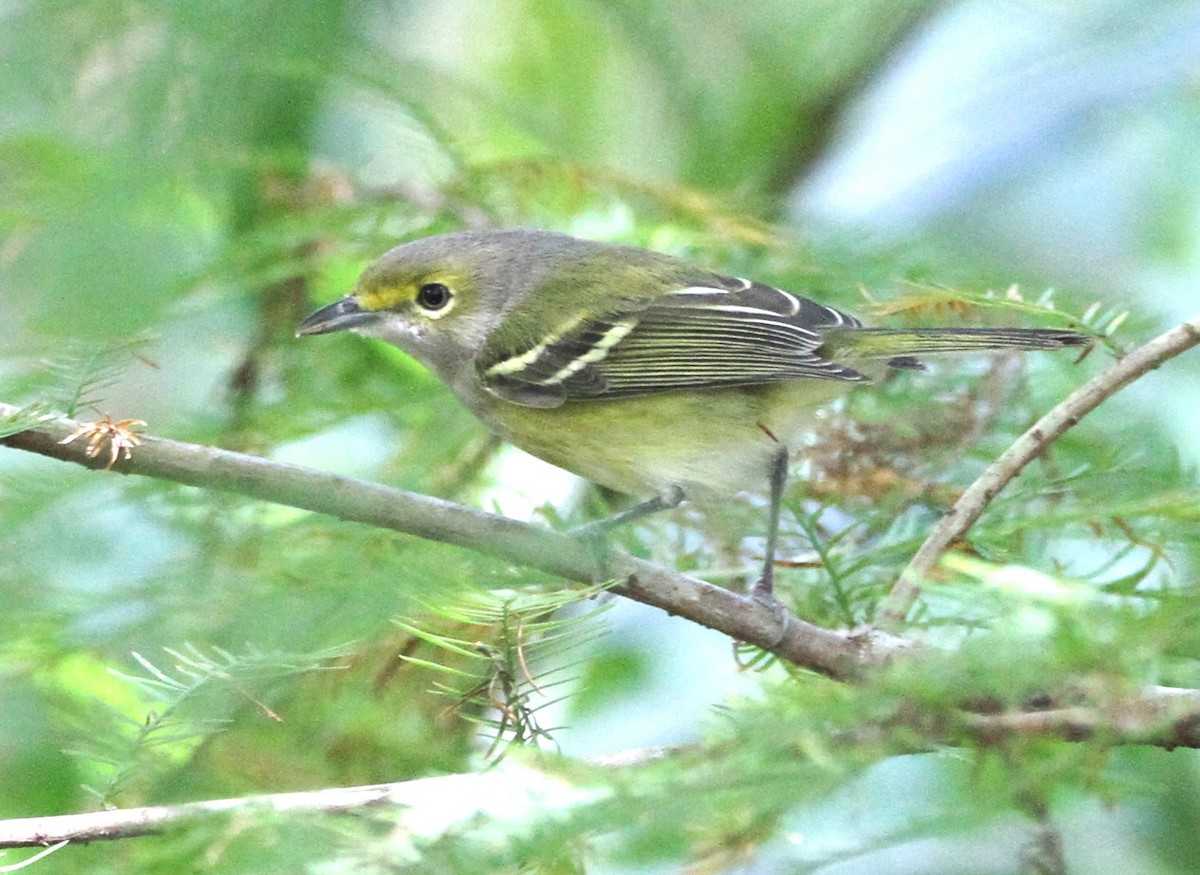 Ak Gözlü Vireo - ML384154281