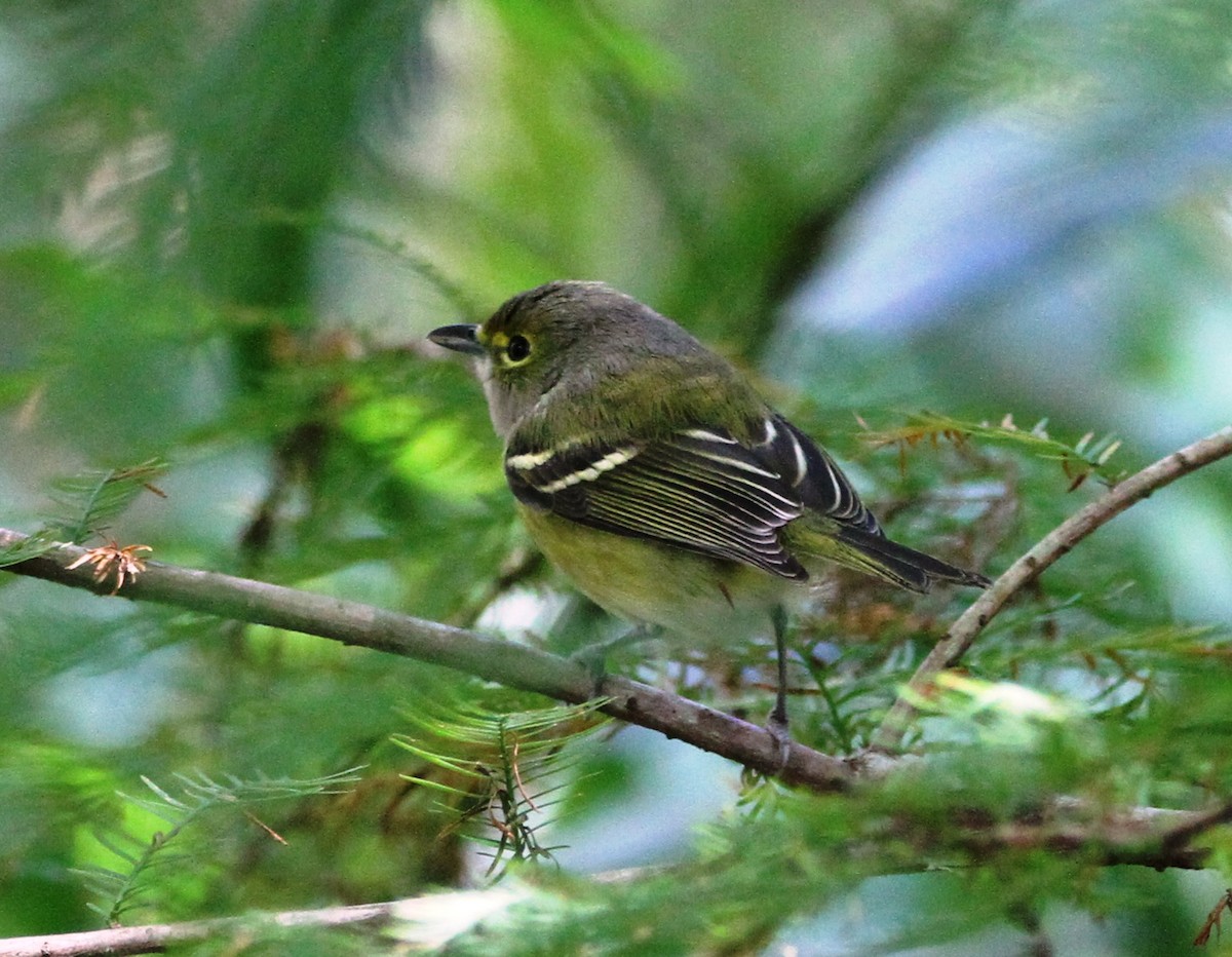 Weißaugenvireo - ML384154291