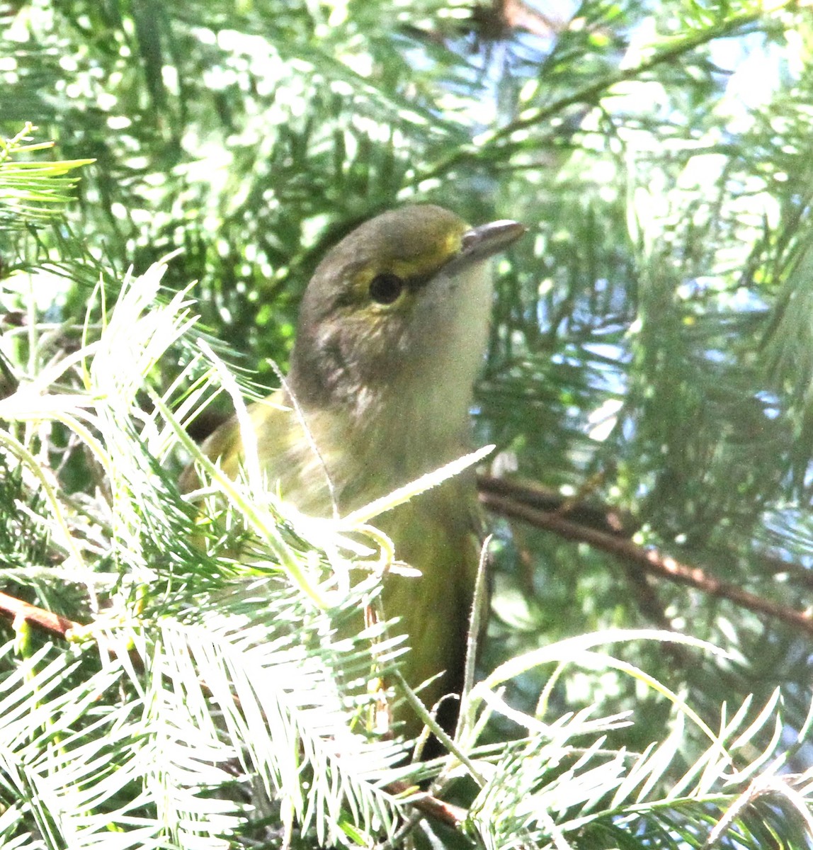 Weißaugenvireo - ML384154301