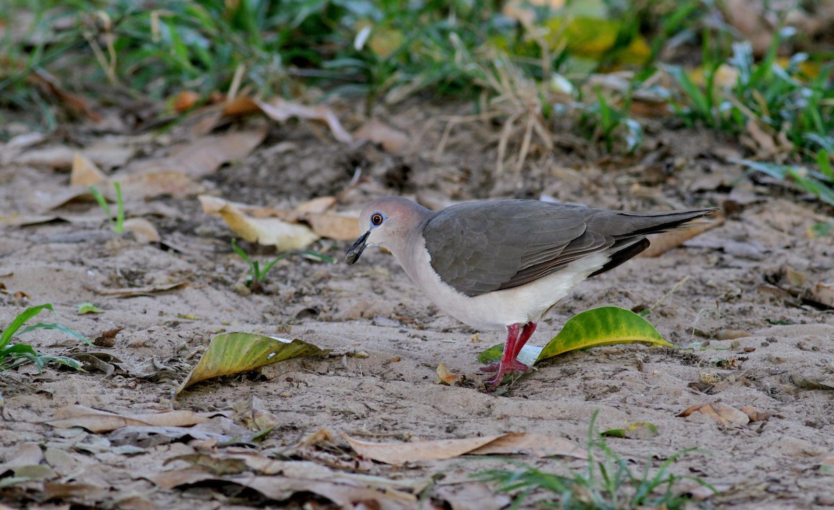 White-tipped Dove (White-tipped) - ML38415631