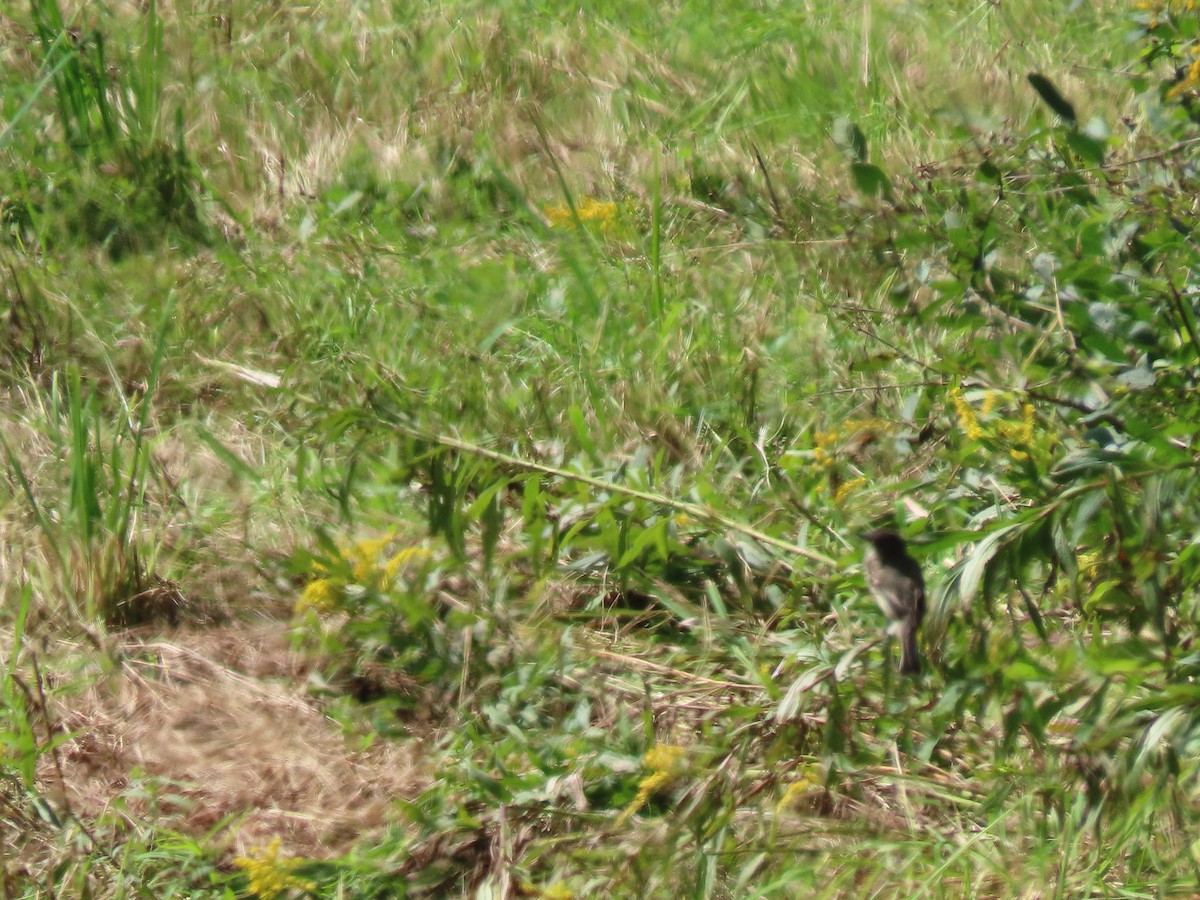 Eastern Phoebe - ML384156911