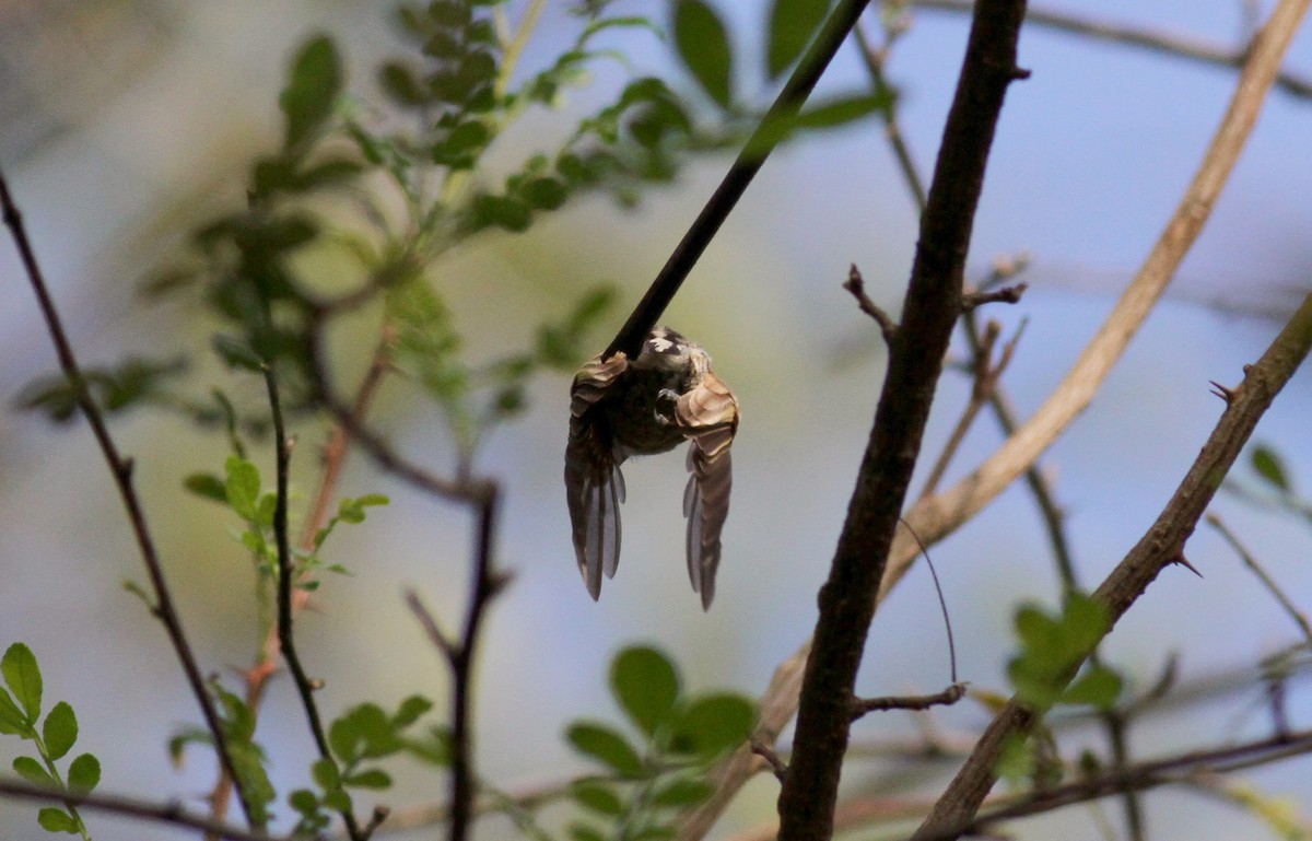 ウロコヒメキツツキ（squamulatus グループ） - ML38415751