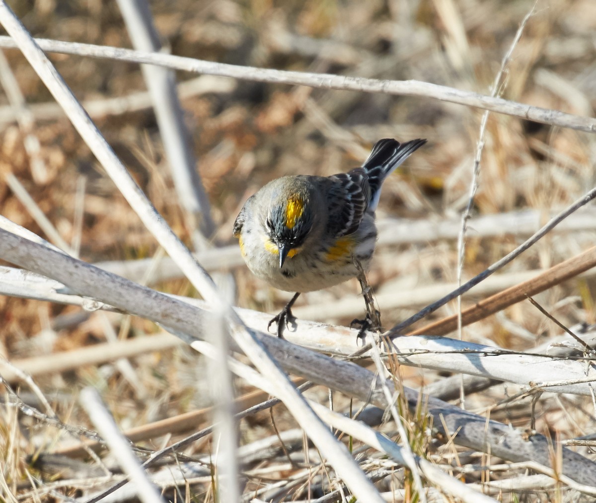 Kronenwaldsänger (Audubonwaldsänger) - ML38415761