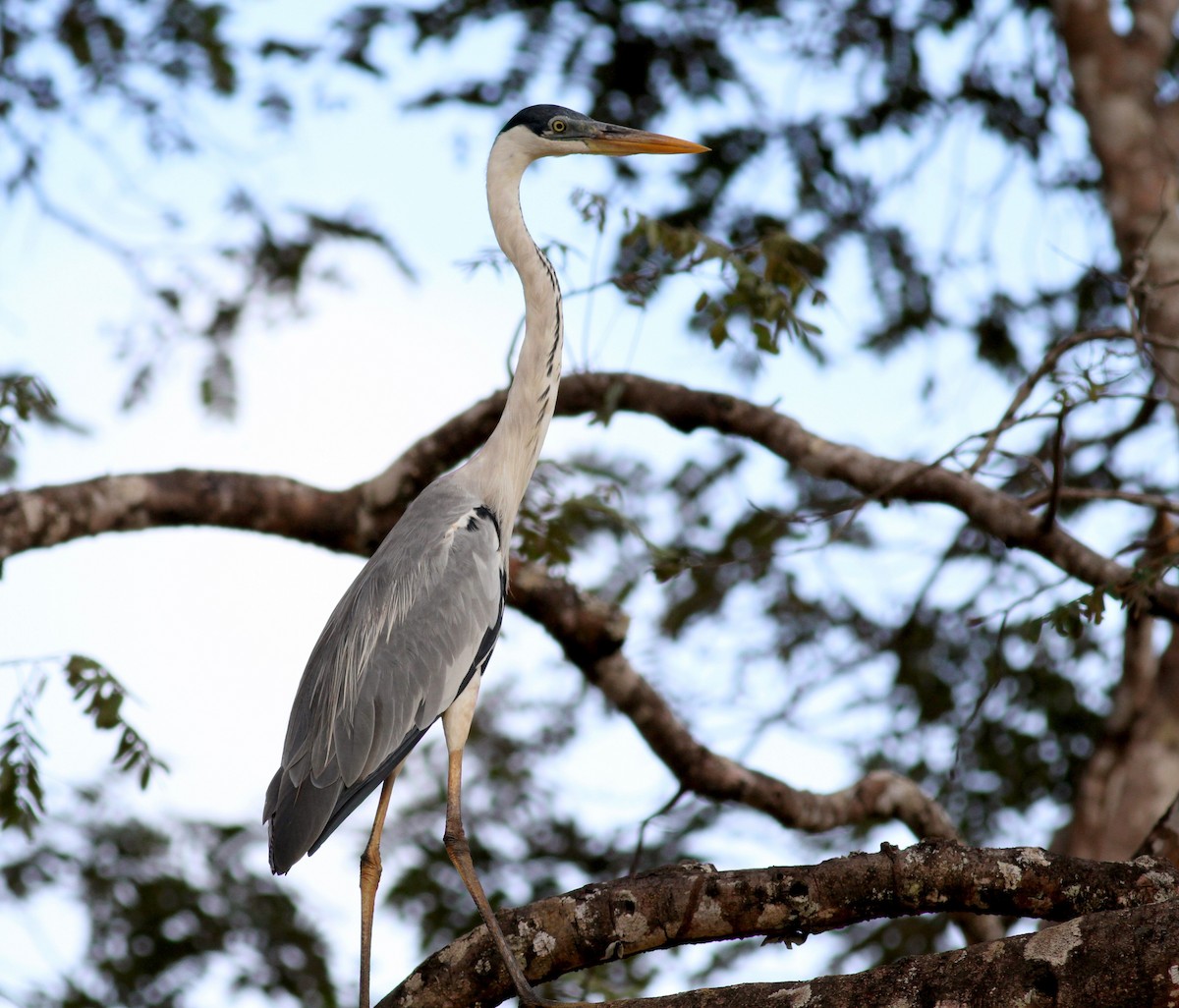 Cocoi Heron - Jay McGowan