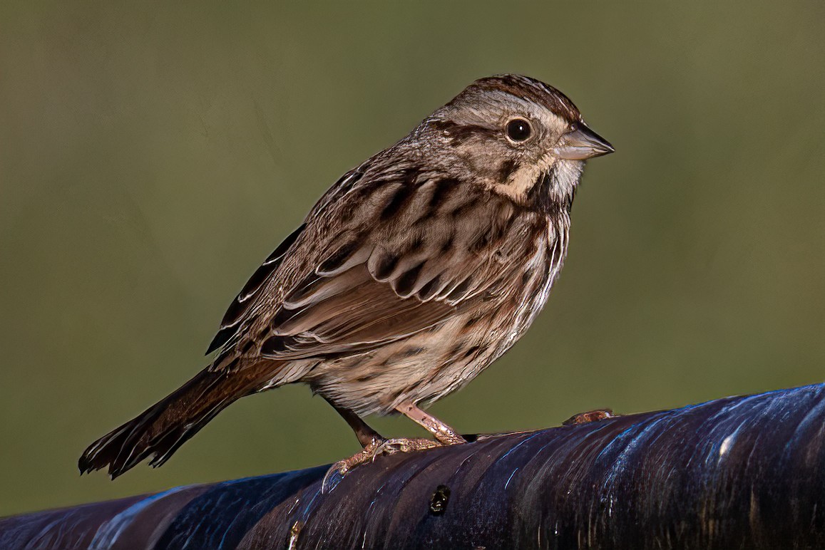 Song Sparrow - ML384159021