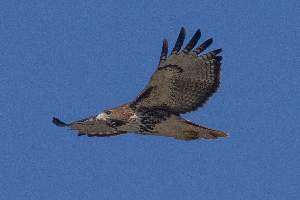 Red-tailed Hawk - ML384159381