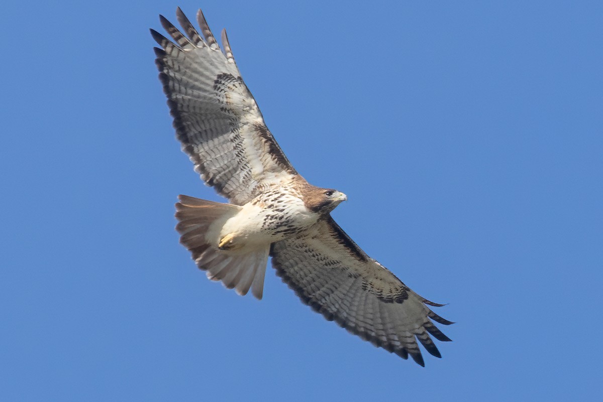 Red-tailed Hawk - ML384159441