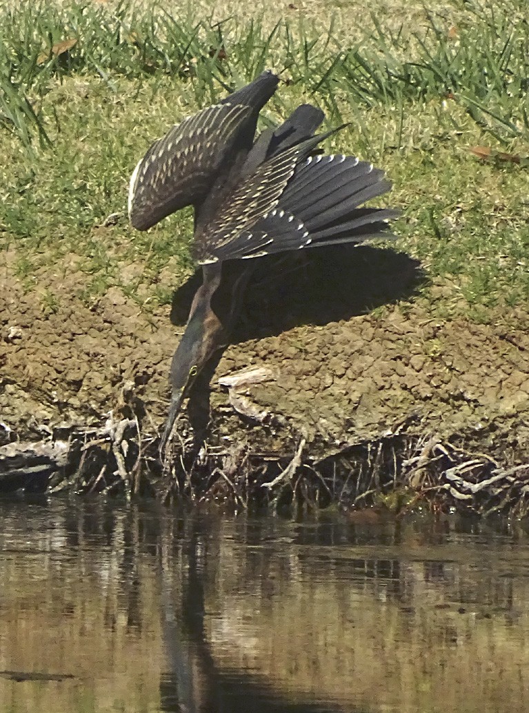 Green Heron - ML38416171