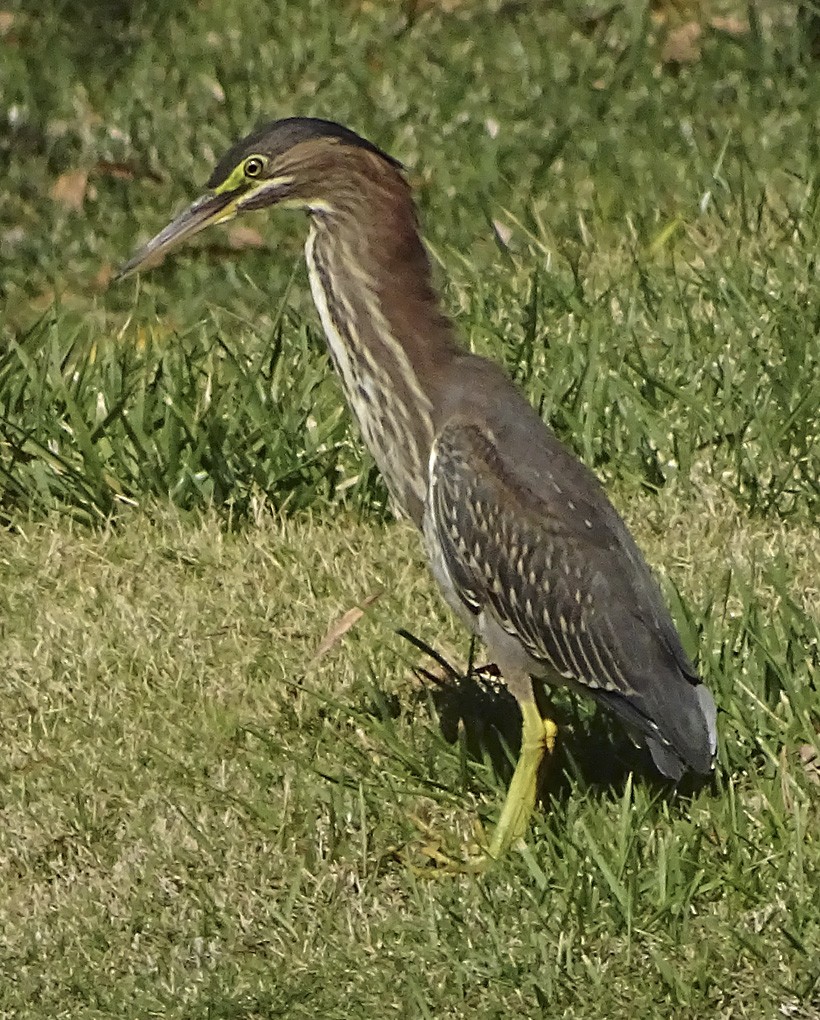 Green Heron - ML38416181