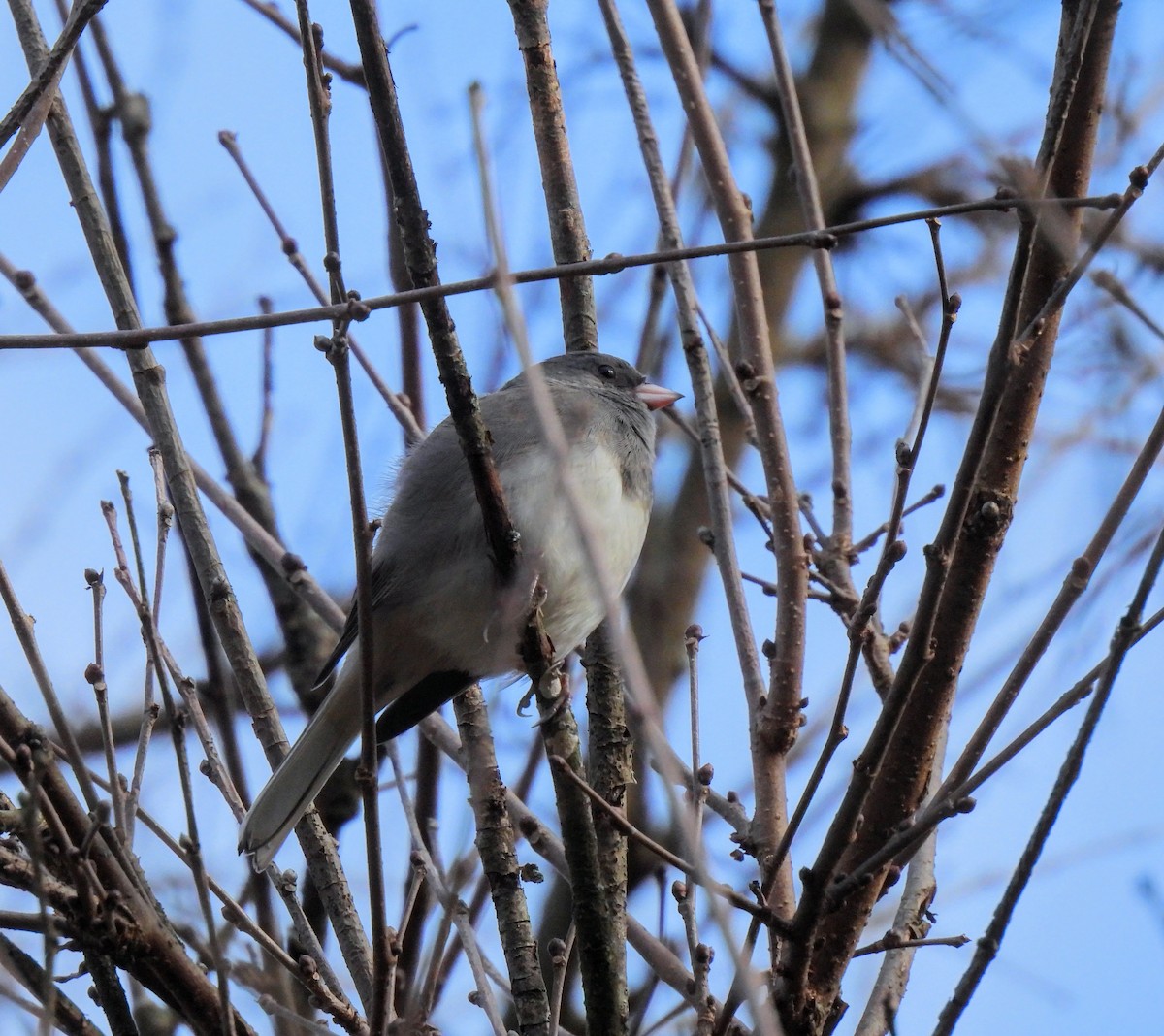 Junco ardoisé - ML384161841