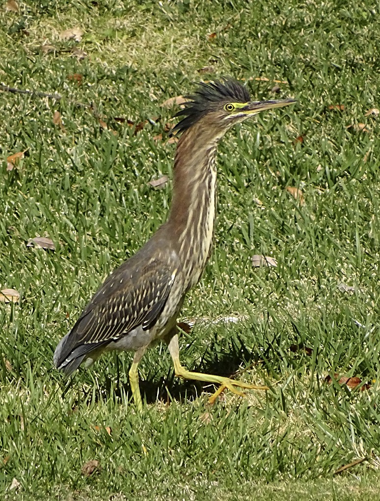 Green Heron - ML38416201