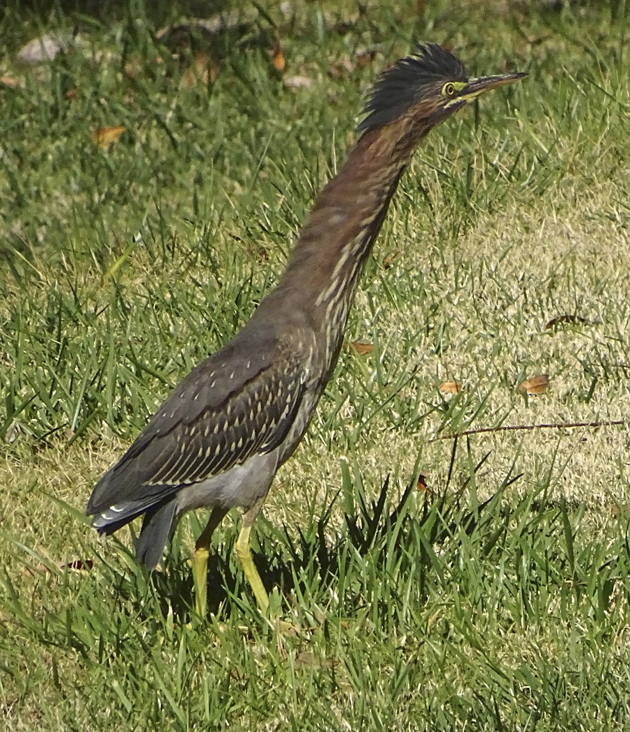 Green Heron - Nancy Overholtz