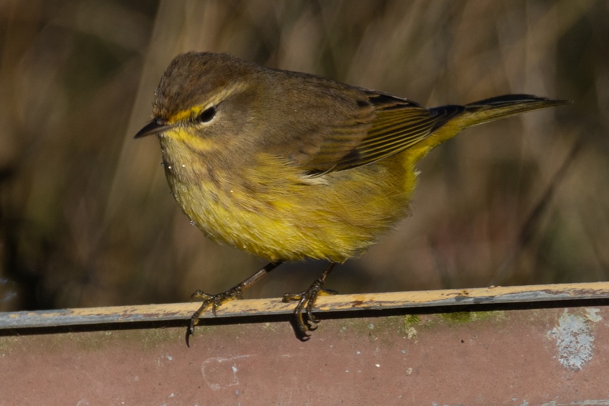 lesňáček bažinný (ssp. hypochrysea) - ML384162221