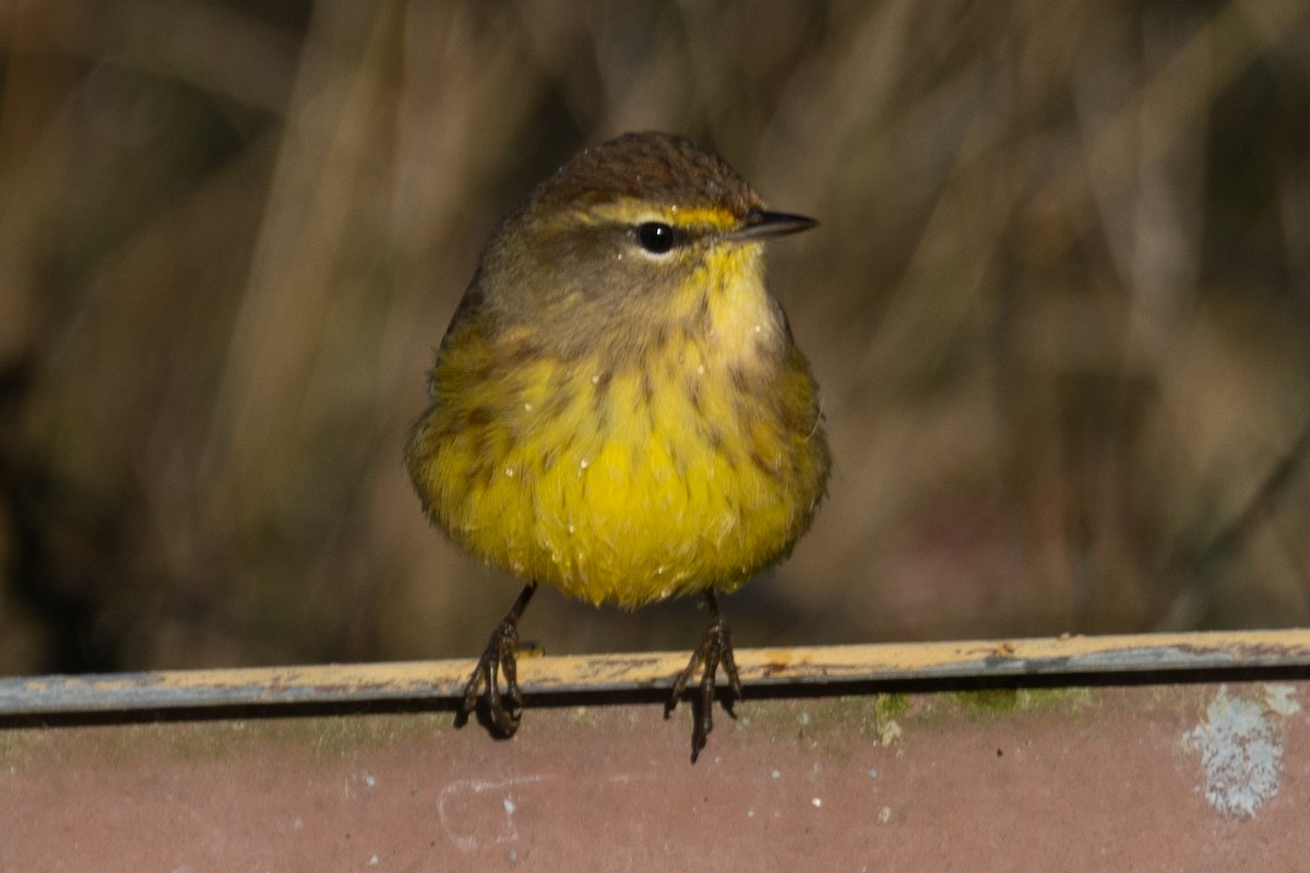 Palm Warbler (Yellow) - ML384162231