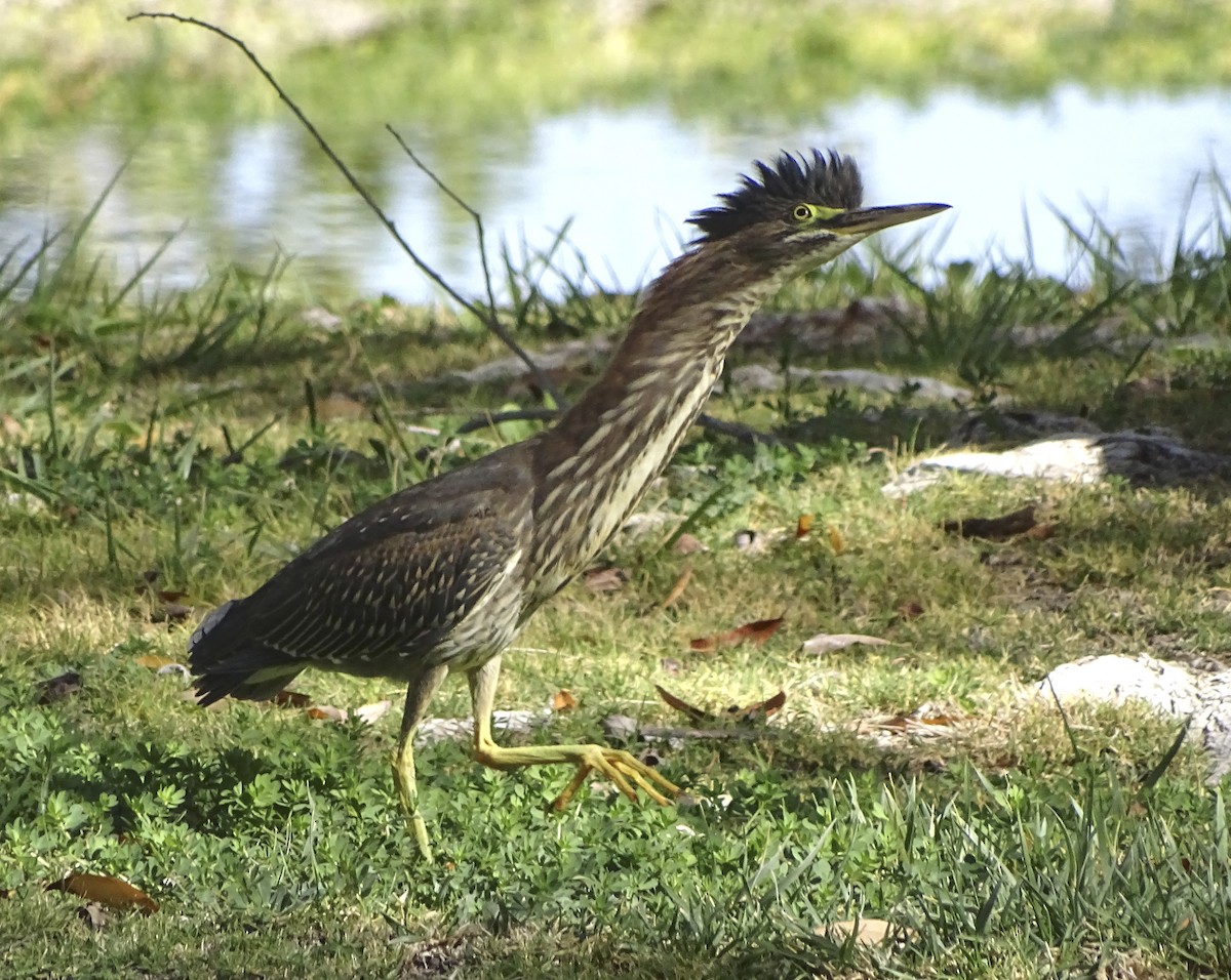 Green Heron - ML38416241