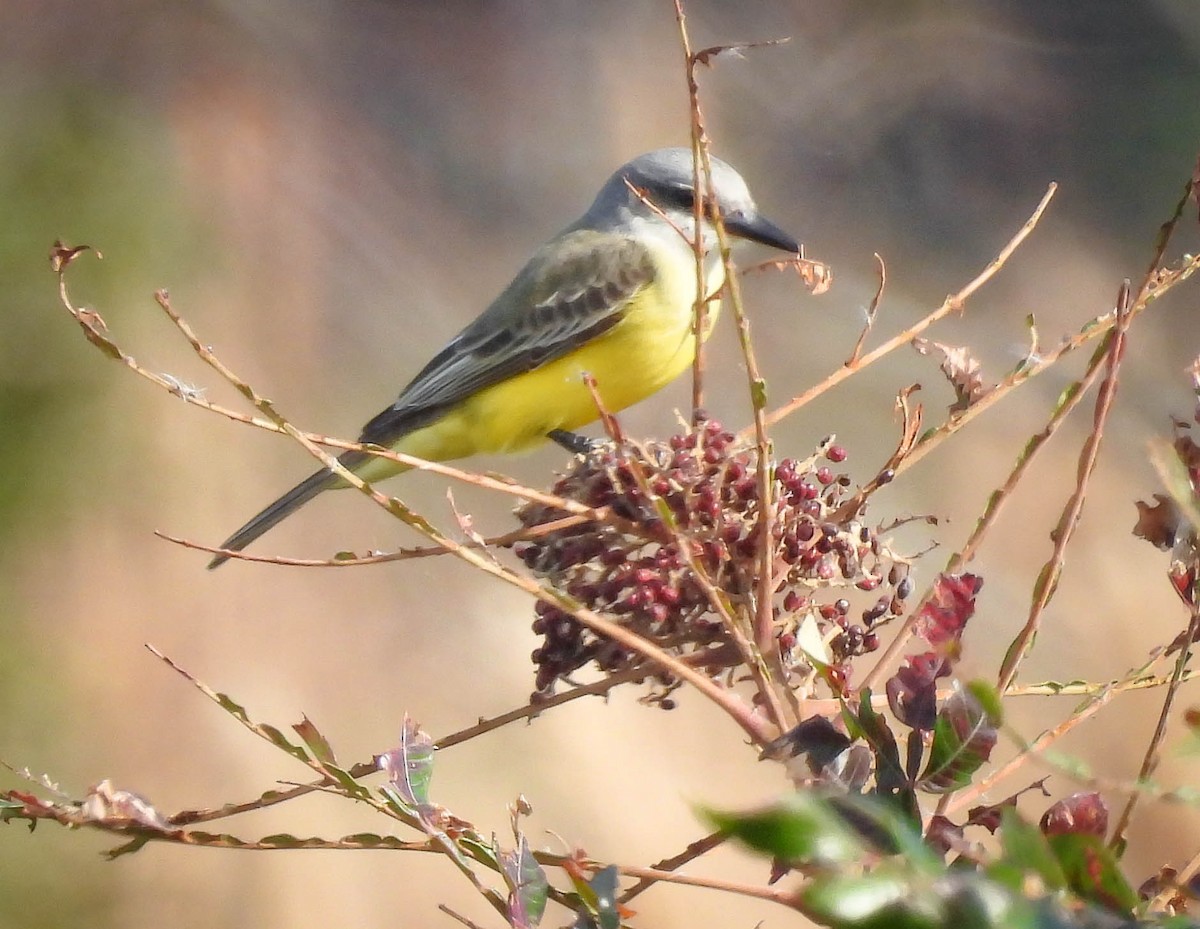 Tropical Kingbird - ML384162801