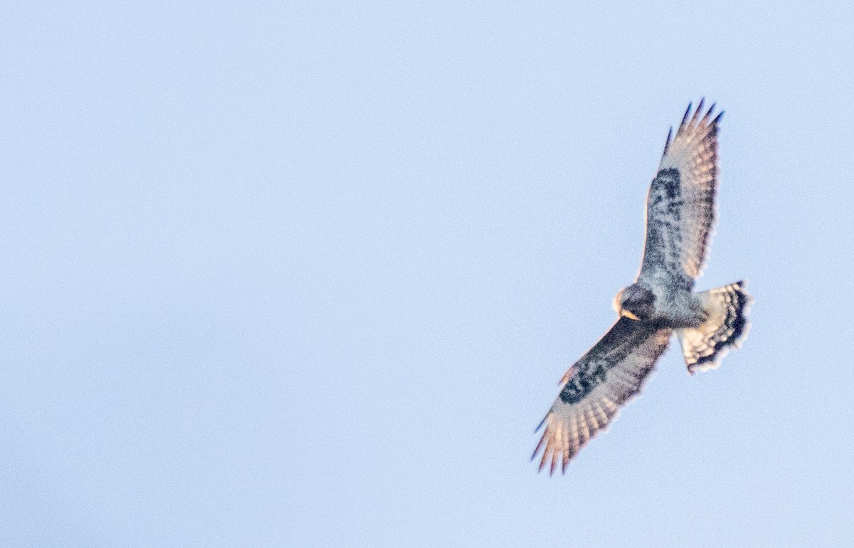 Rough-legged Hawk - ML384163051