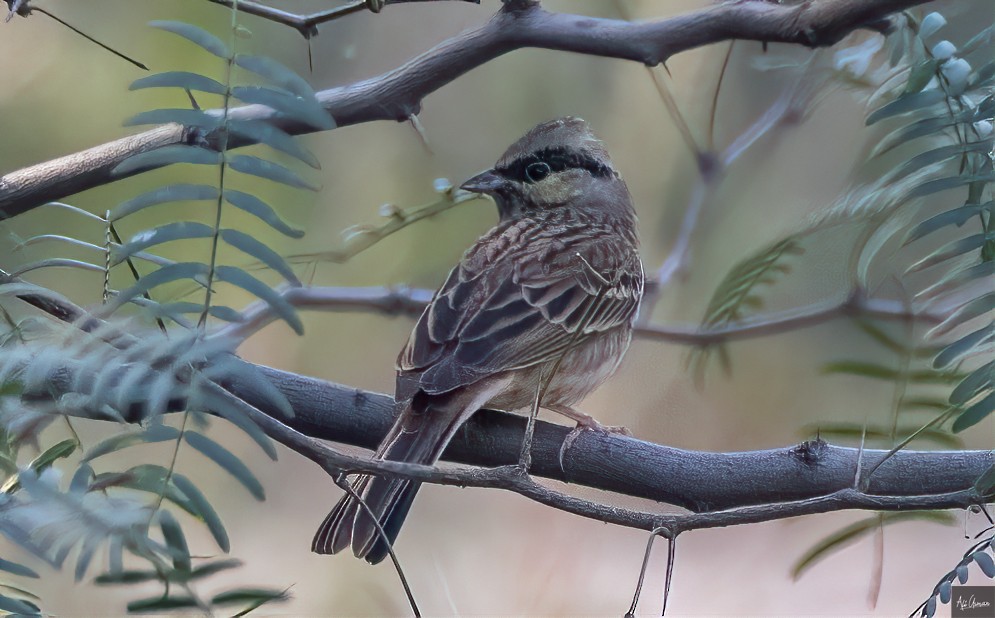 White-capped Bunting - ML384164091