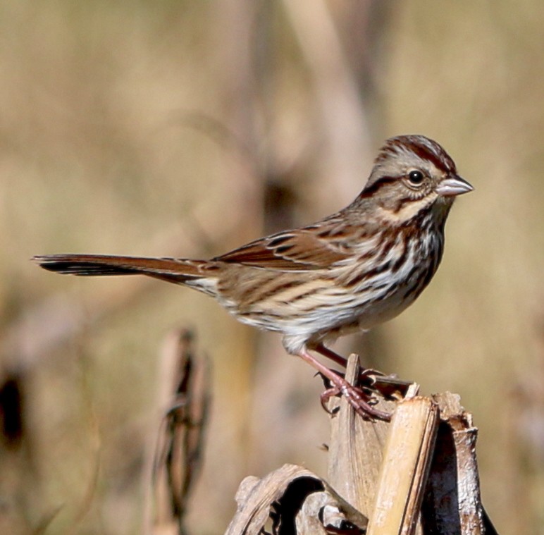 Song Sparrow - ML384165151