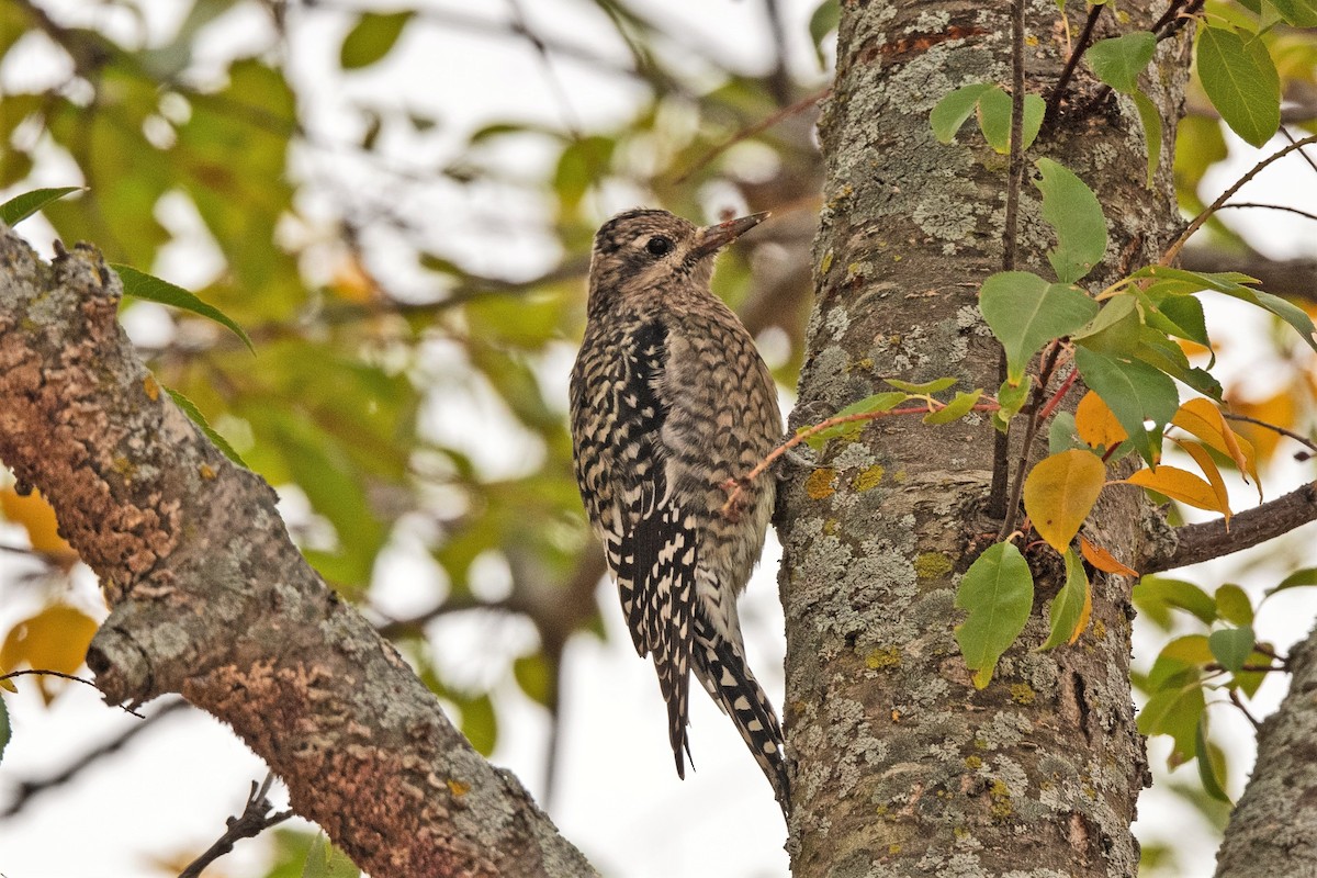 Yellow-bellied Sapsucker - ML384165681