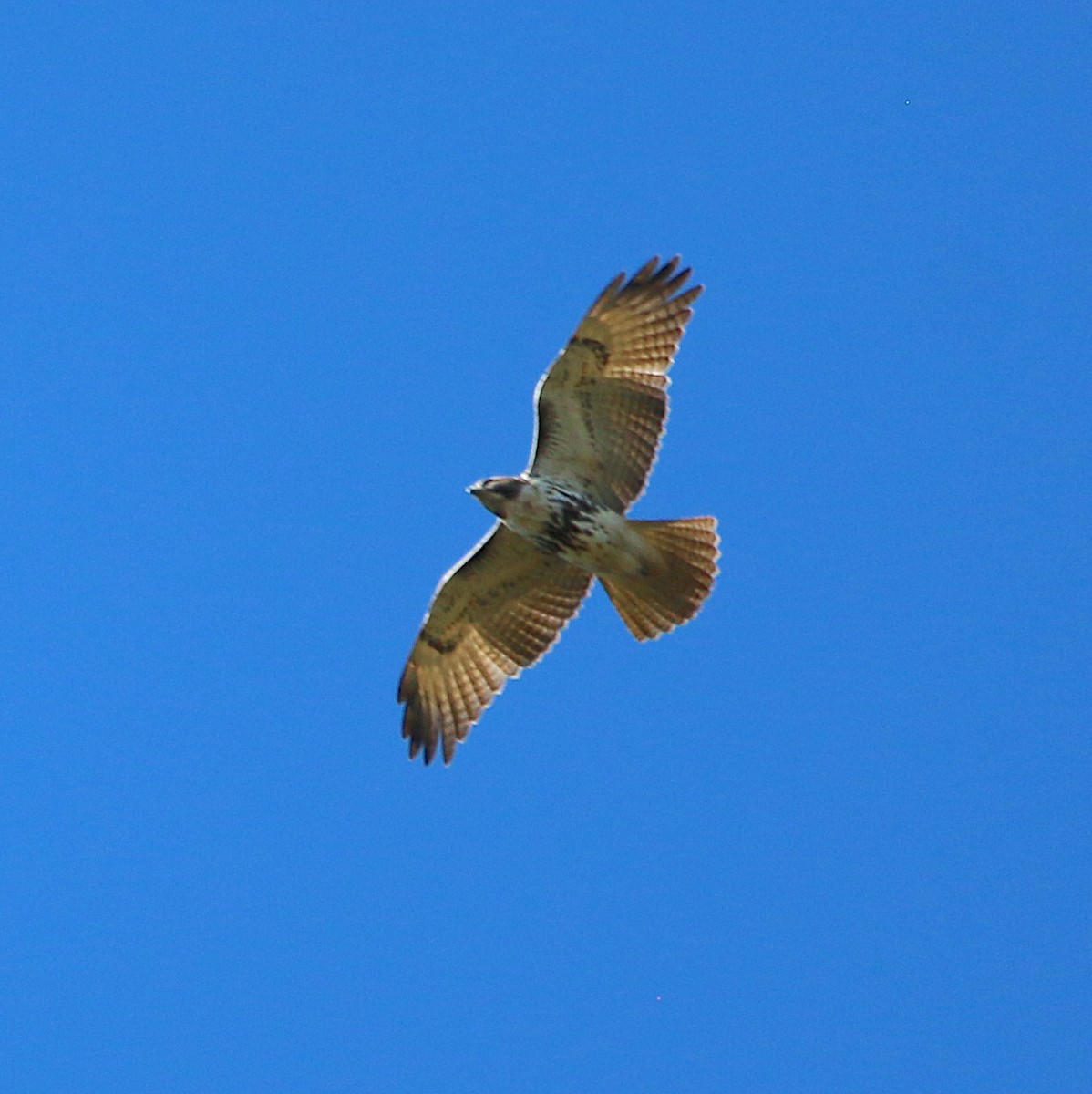 Red-tailed Hawk - ML384165741