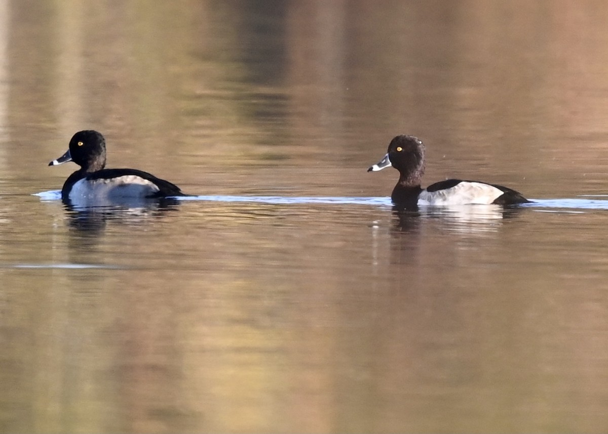 Ring-necked Duck - Joe Wujcik