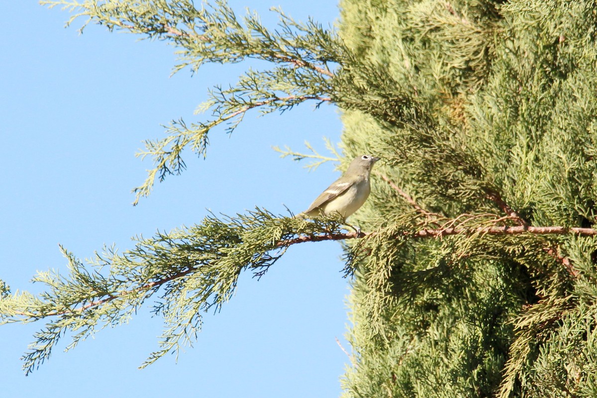 Plumbeous Vireo - ML384166661