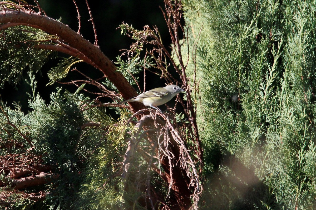 Plumbeous Vireo - ML384166671