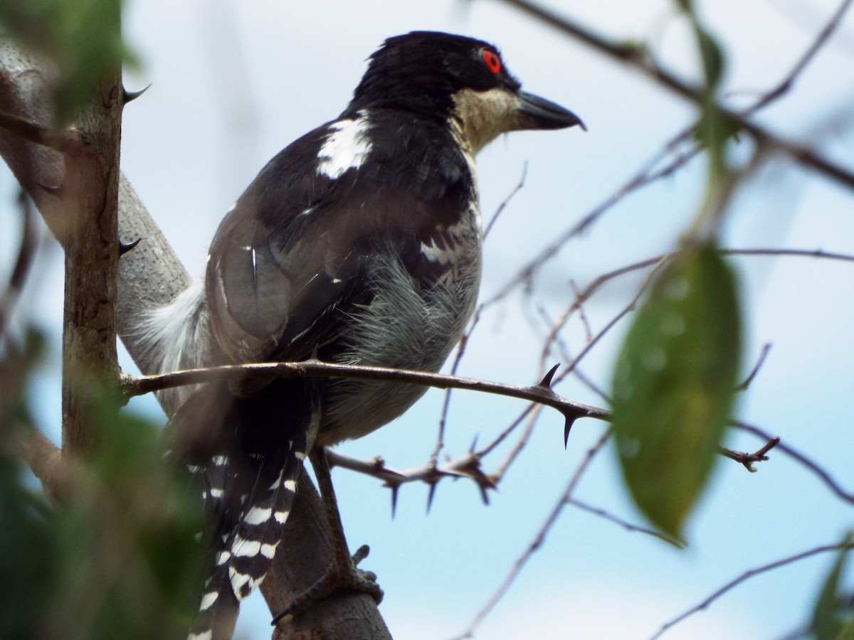 Great Antshrike - ML38416871