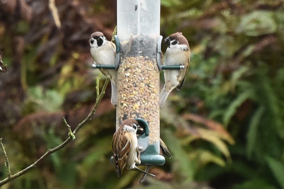 Eurasian Tree Sparrow - ML384171901