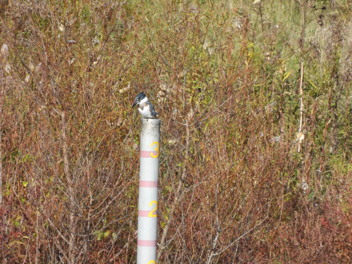 Belted Kingfisher - Alexander R