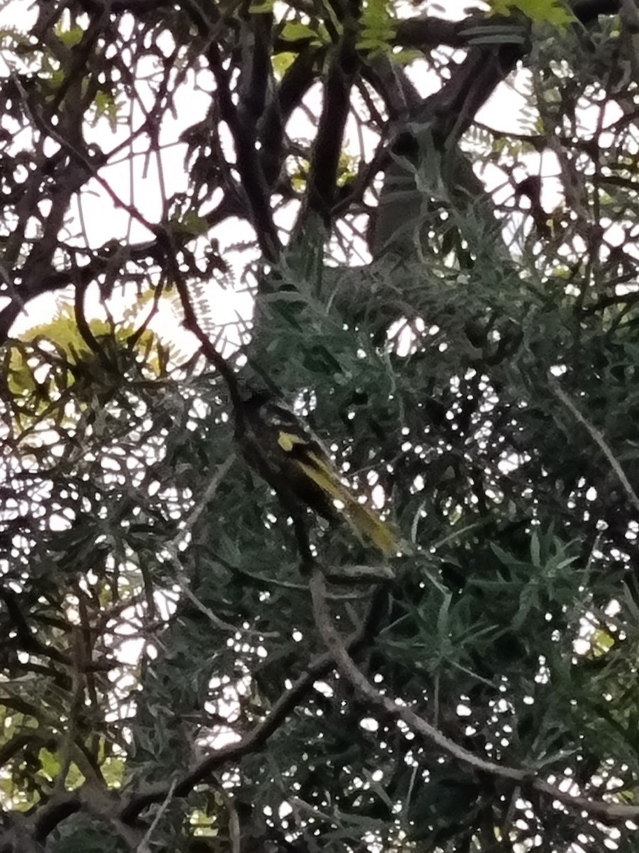 Regent Honeyeater - ML384172181