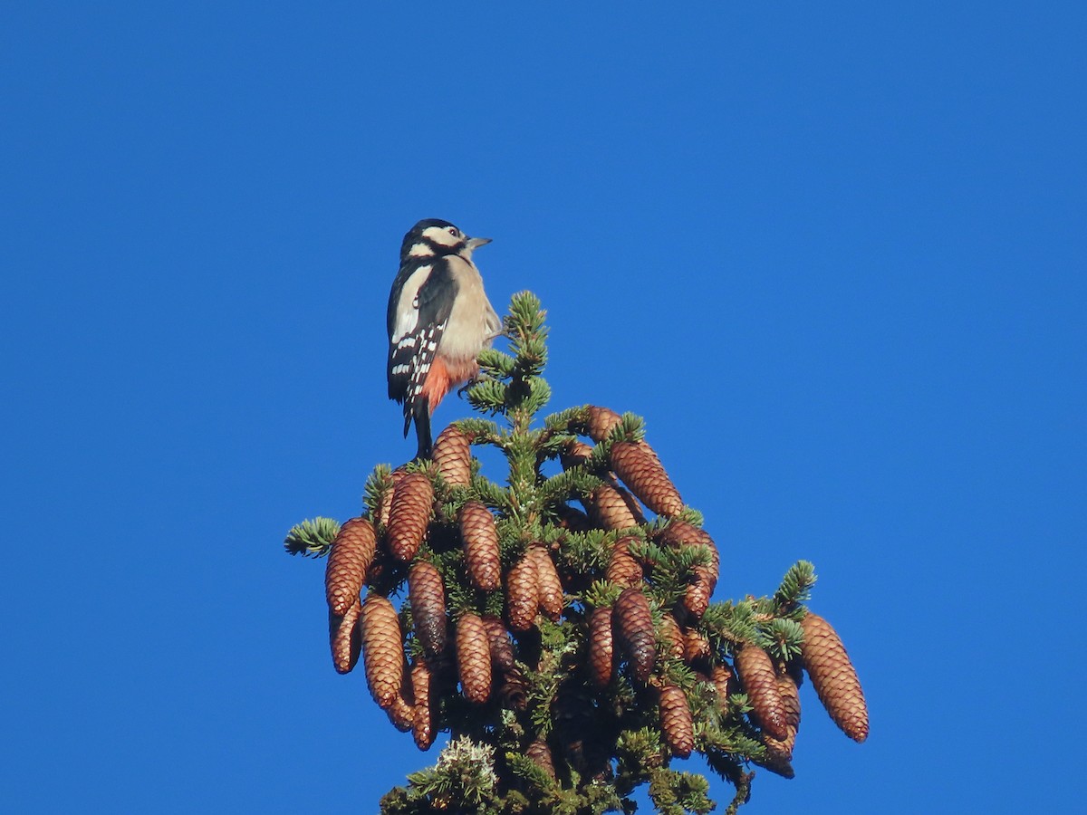 Great Spotted Woodpecker - ML384174691