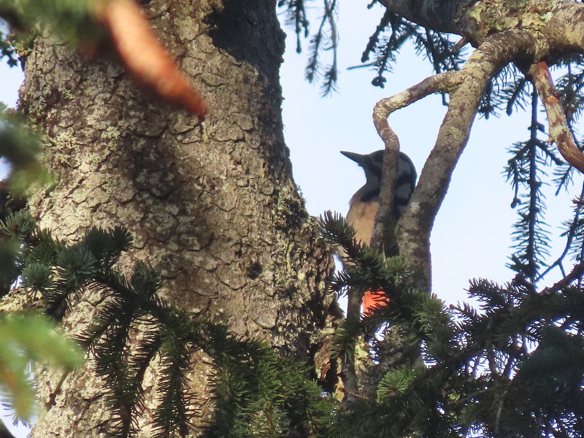 Great Spotted Woodpecker - ML384174701