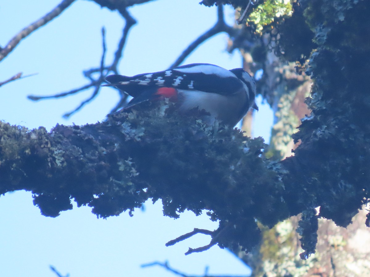 Great Spotted Woodpecker - ML384174771