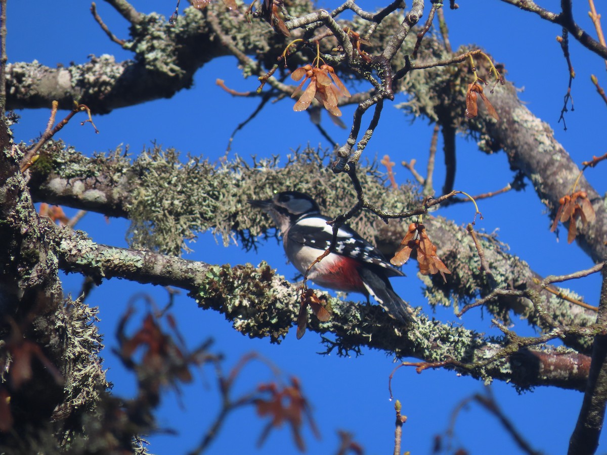 Great Spotted Woodpecker - ML384174791