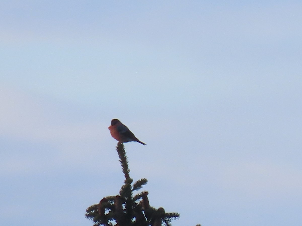 Eurasian Bullfinch - ML384175751