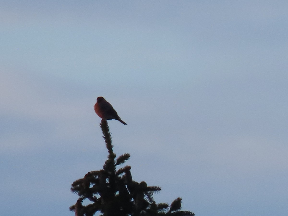 Eurasian Bullfinch - ML384175801