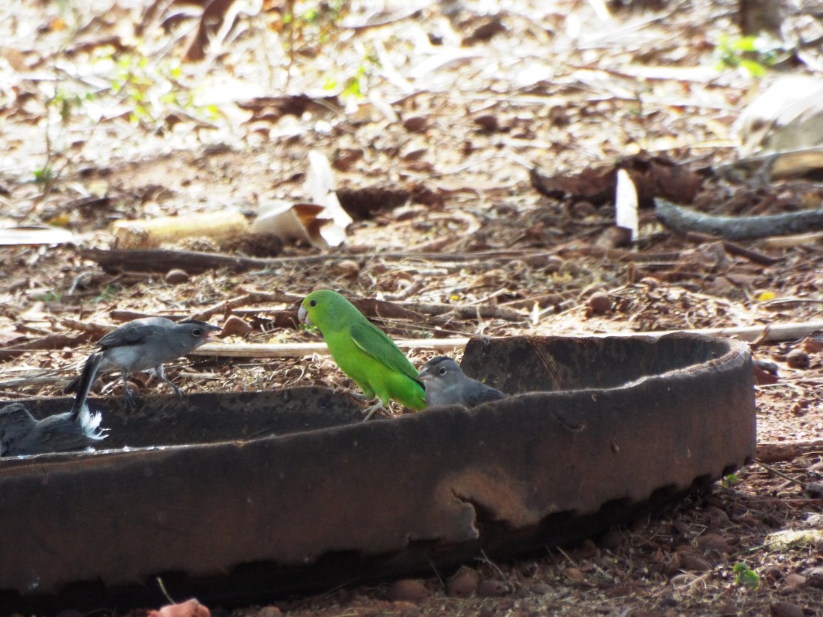 Cobalt-rumped Parrotlet - ML38417621