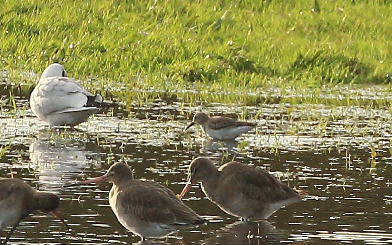 Dunlin - ML384177591