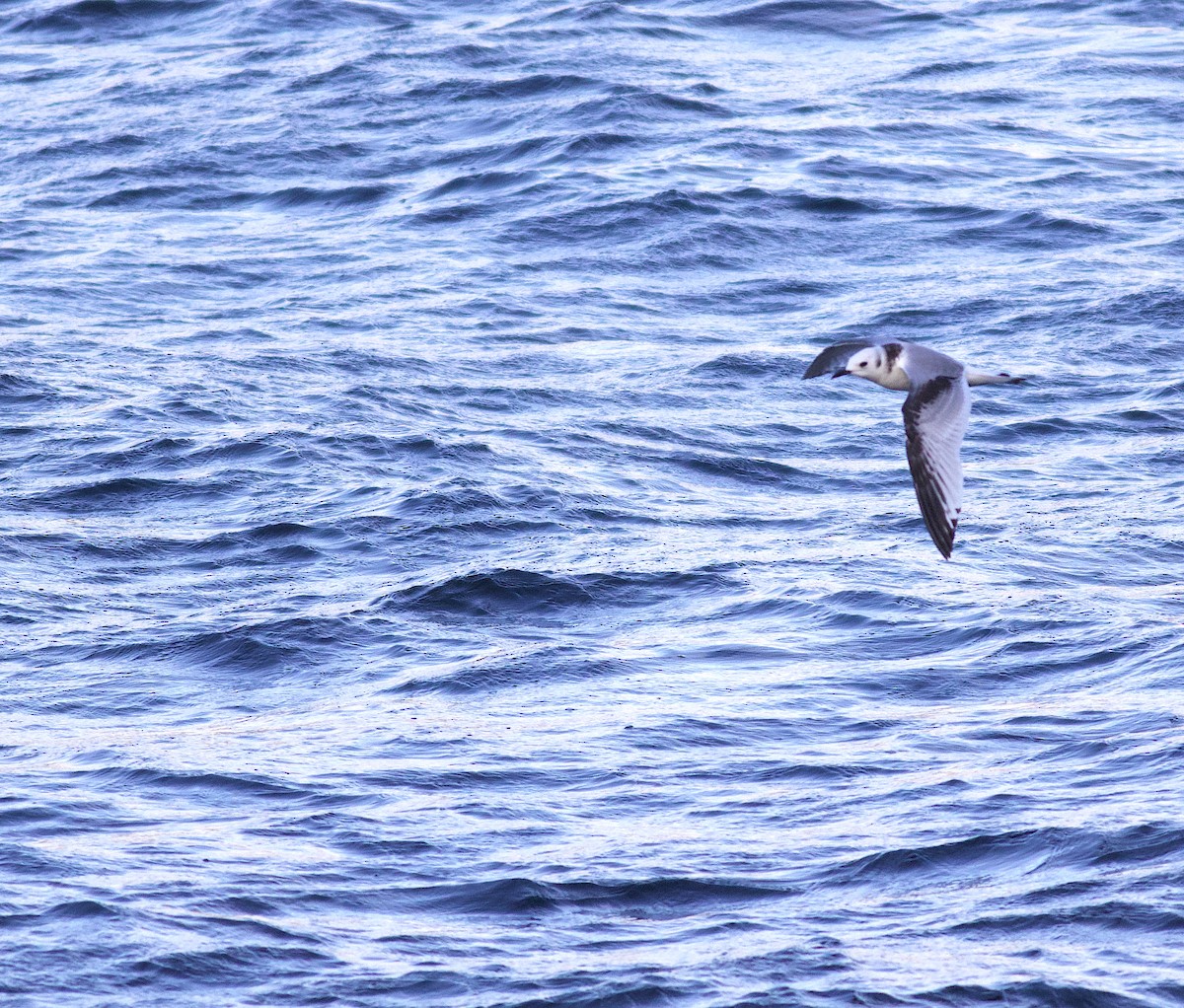 Black-legged Kittiwake (tridactyla) - ML384177701