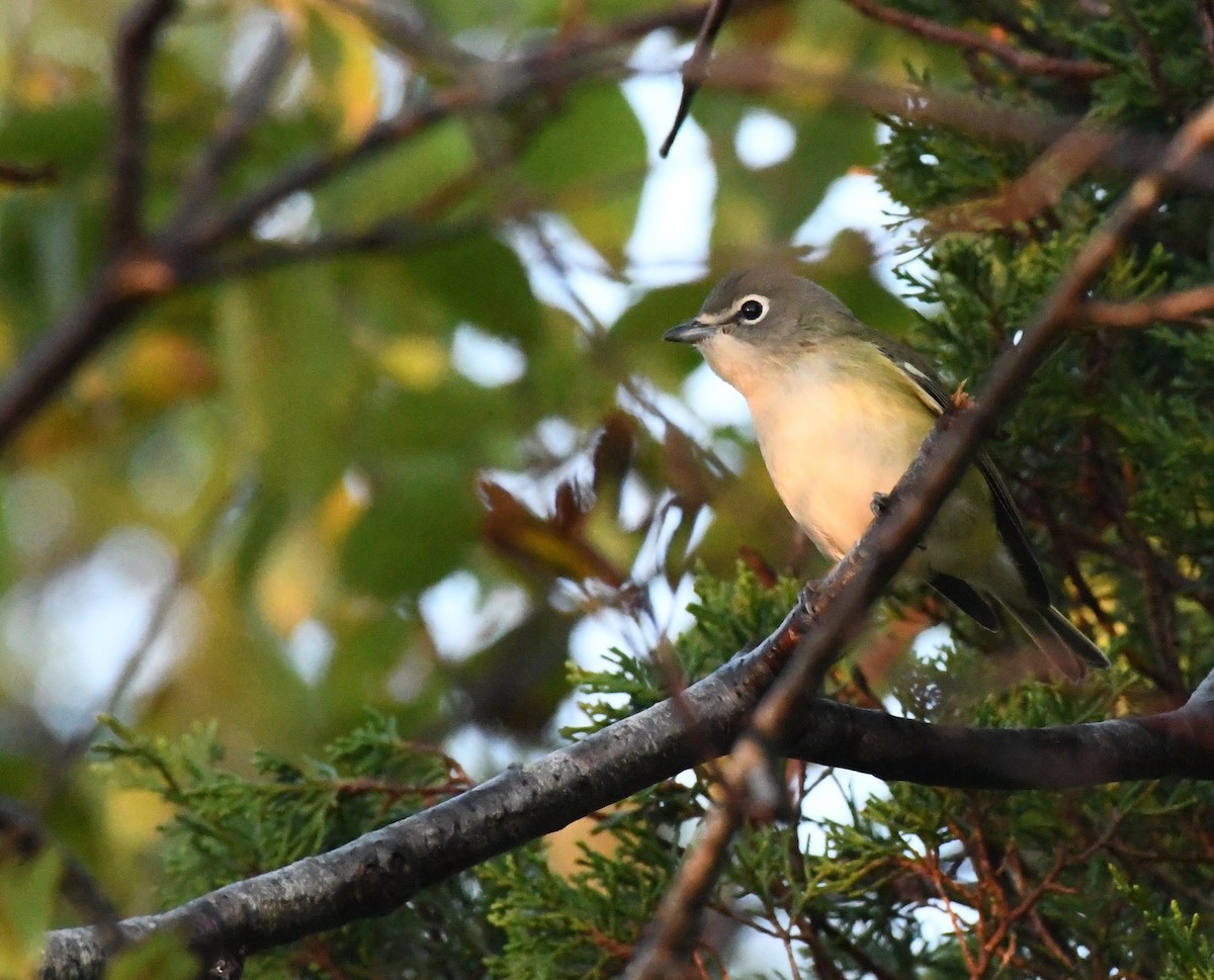 Blue-headed Vireo - ML384177731