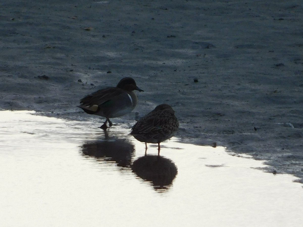 Green-winged Teal - ML384177821