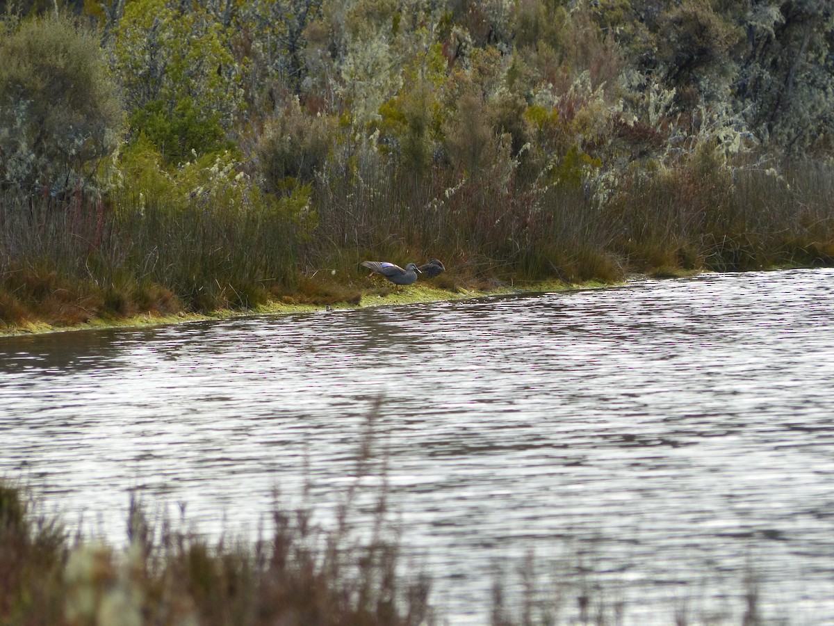 Mallard x Pacific Black Duck (hybrid) - ML384178071
