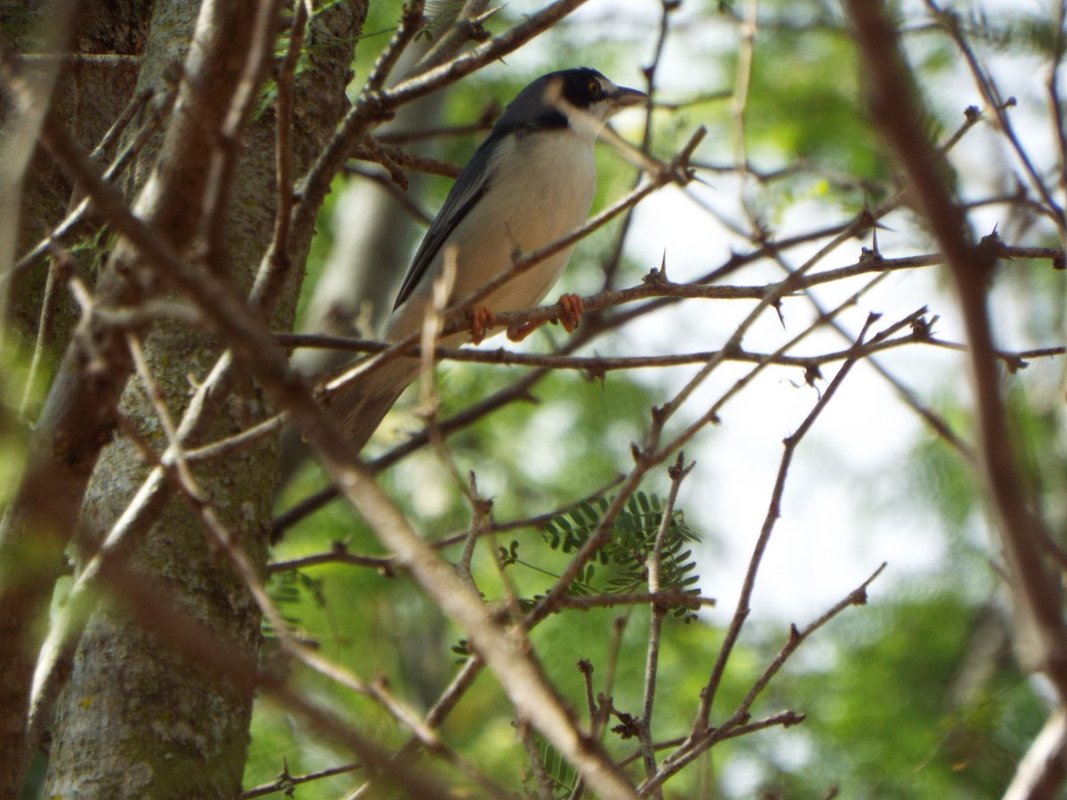 Hooded Tanager - ML38417861