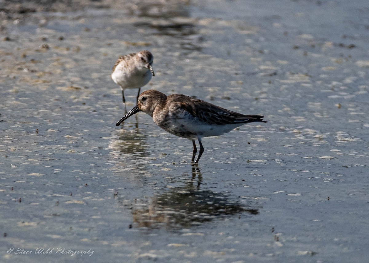 Dunlin - Stephen Webb