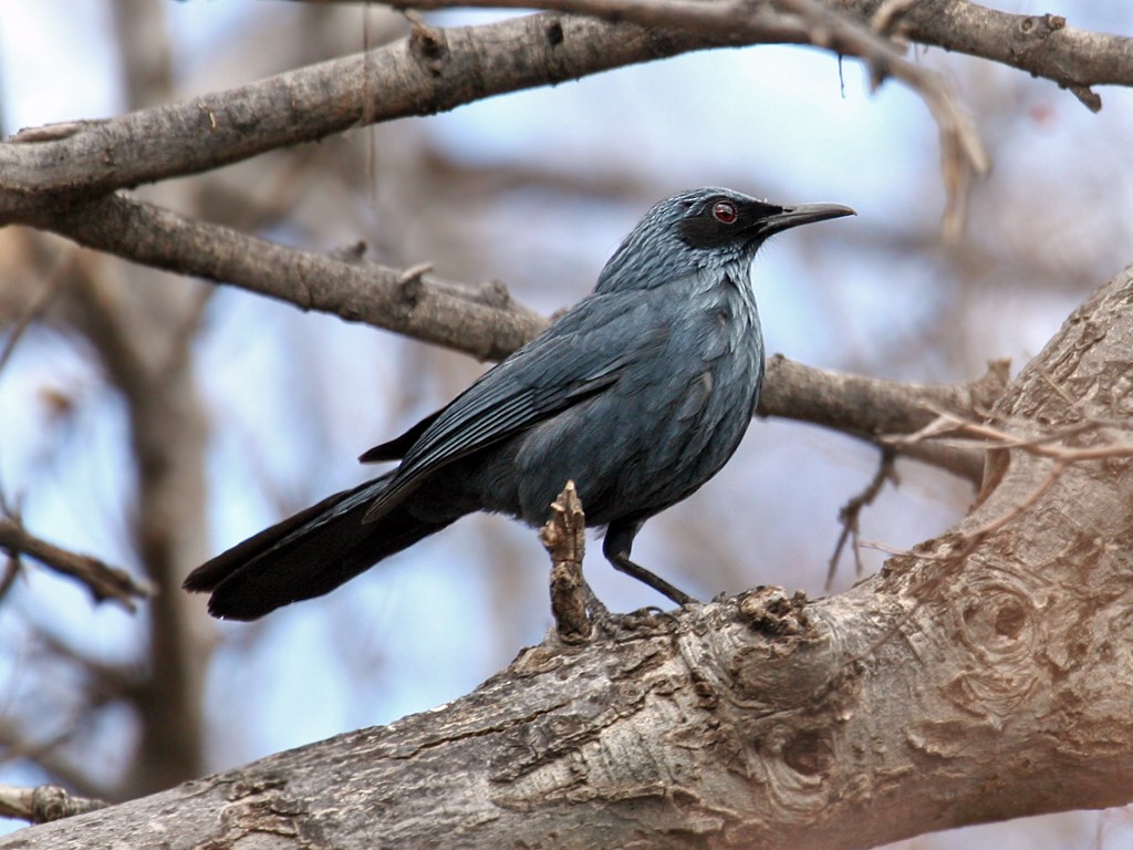 Blue Mockingbird - ML38418271