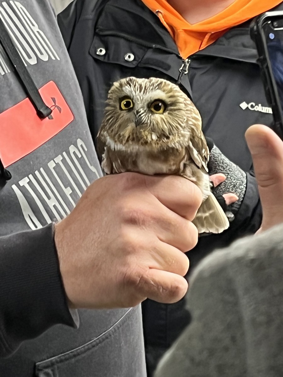 Northern Saw-whet Owl - ML384185461