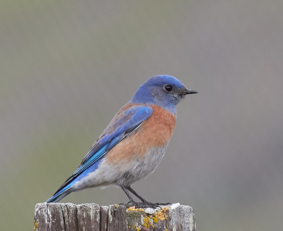 Western Bluebird - ML38418581