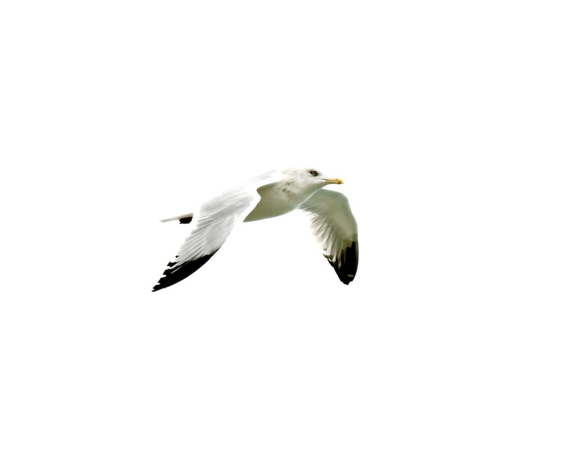 Herring Gull - ML384186181